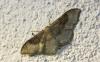 Idaea degeneraria